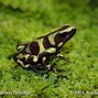 Image result for Yellow Poisonous Frog