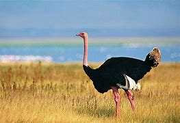 Image result for Bald Ostrich