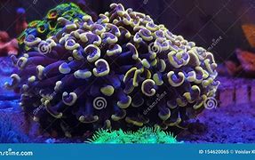 Image result for Euphyllia Gabrescens