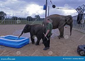 Image result for Whipsnade Zoo Elephants