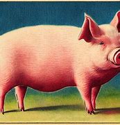 Image result for Real Pink Pig