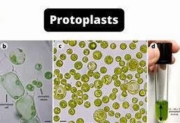 Image result for Protomalt