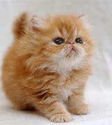 Image result for Top 10 Best Cat Breeds