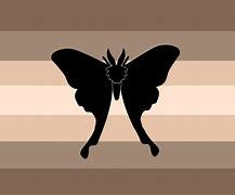 Image result for Moth Gender