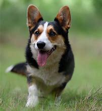 Image result for Corgis in Jeans