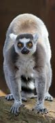 Image result for Lemur Front