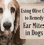 Image result for Mites in Dogs