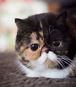 Image result for Picuters of Flat Face Cats