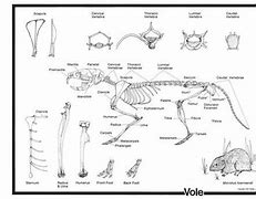 Image result for Voles Bone Diagram