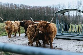 Image result for Cattle Herd