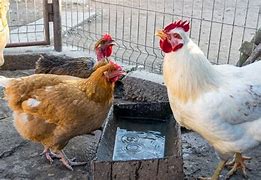 Image result for Chicken Drink Water