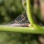 Image result for Plant Mites