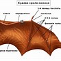 Image result for Bat Wing Muscles