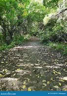 Image result for Fall Wood Path Dirt