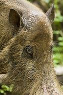 Image result for Hog or Swine