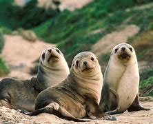 Image result for Pretty Wild Animals