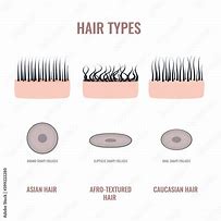 Image result for Human Hairstyles