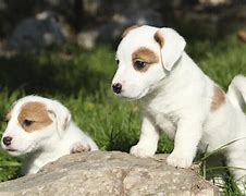 Image result for Russell Terrier