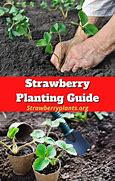 Image result for Strawberry Planting Zones