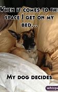 Image result for Funny Meme Dog Bed