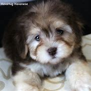 Image result for Cute Havanese Puppies