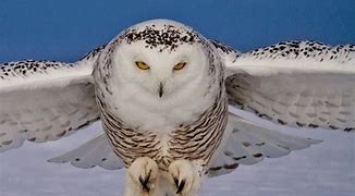 Image result for Mega Snow Owl