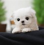 Image result for Black Teacup Maltese