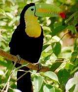 Image result for Rainforest Animals Toucan