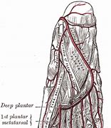 Image result for Plantar Arch