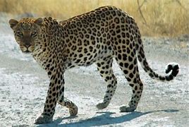 Image result for Arabic Leopard