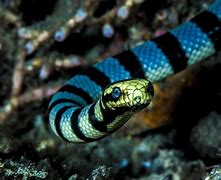 Image result for sea animals venomous