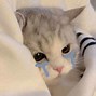 Image result for Kucing Kepala Botak Meme