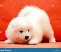 Image result for Small Samoyed