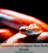 Image result for corn snake morphs