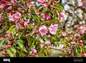 Image result for New Flowers and Fresh Leaves On Trees