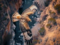 Image result for Eagle Flying Top View