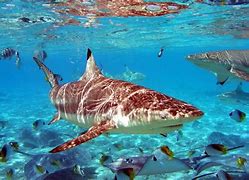 Image result for Shark in Deep Water