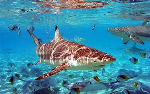 Image result for Shark Blud