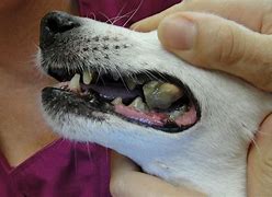 Image result for Dog Dental Tartar