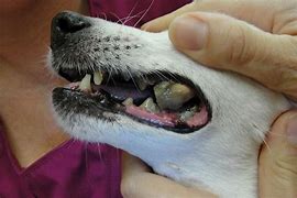 Image result for Dog Tooth Tartar