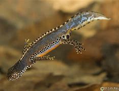 Image result for Alpine Newt