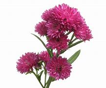 Image result for Aster Flower Plant