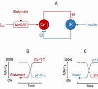 Image result for Insulin Feedback Loop