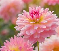 Image result for Fun Flowers Pink