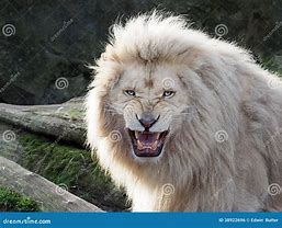 Image result for White Lion Angry