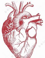 Image result for Anatomical Heart Vector