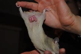 Image result for Marsupial Birth