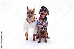 Image result for Chihuahua in Toy Oven