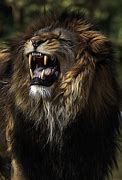 Image result for Lion Hi Res