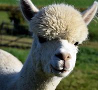 Image result for Lama Animal Baby